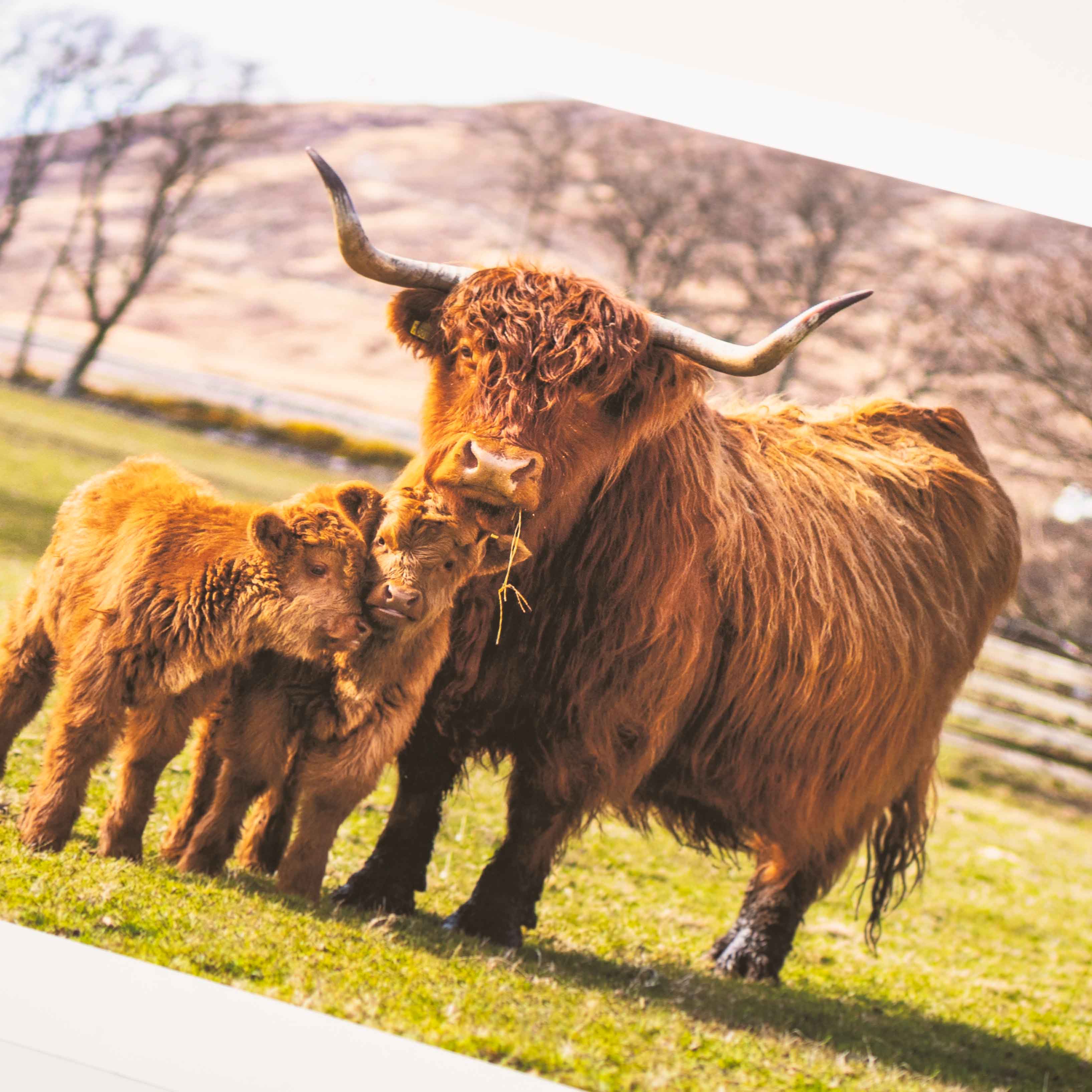 Bonnie Twins, Applecross Wildlife, Photographed By Jack Marris - Image 10