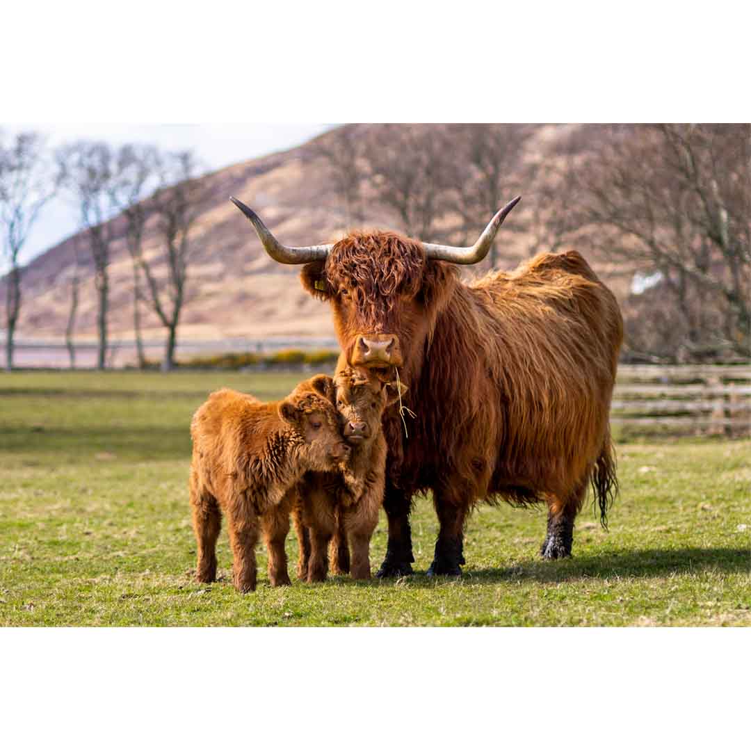 Bonnie Twins, Applecross Wildlife, Photographed By Jack Marris - Image 11