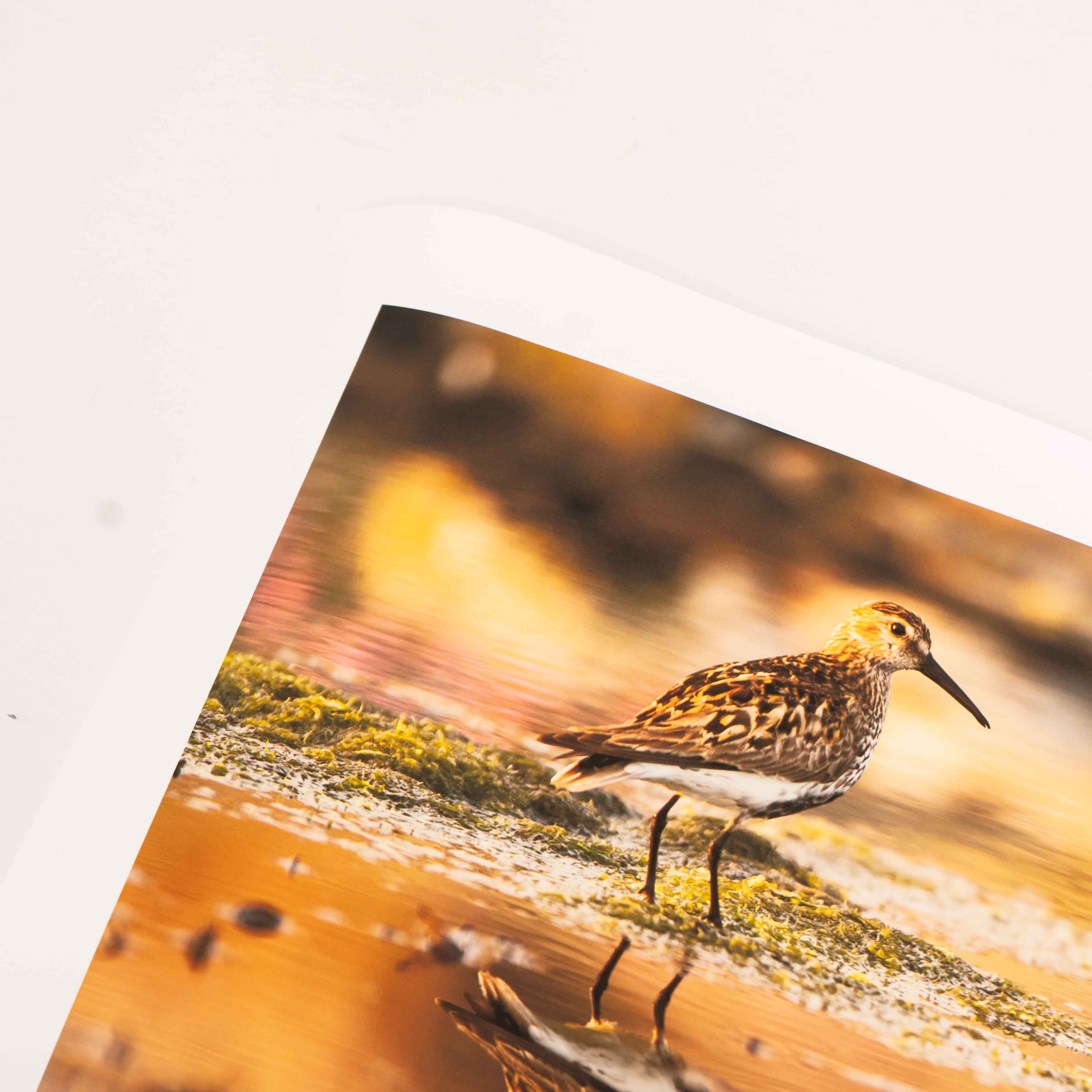 Dunlin, Applecross Wildlife, Photographed By Jack Marris - Image 10