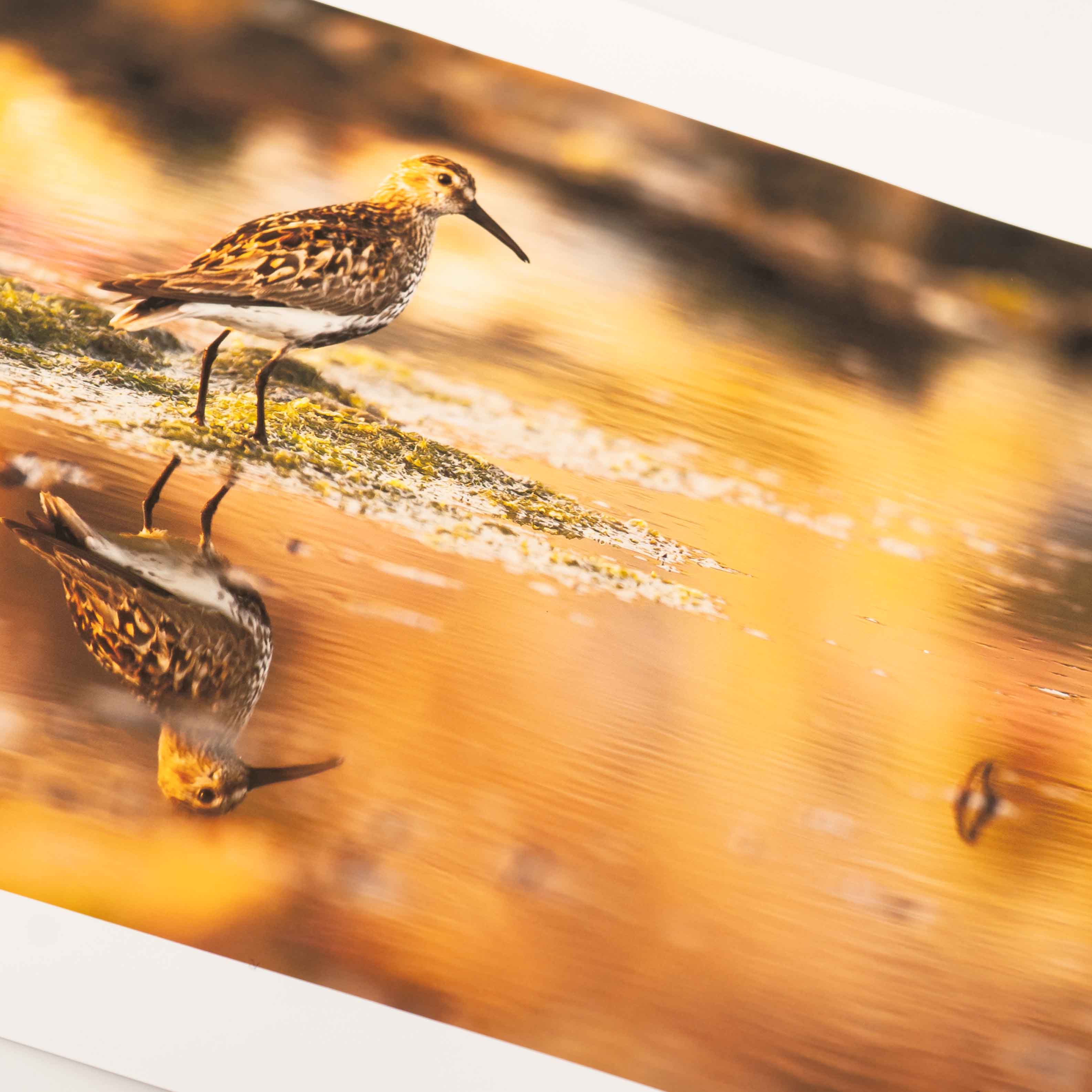 Dunlin, Applecross Wildlife, Photographed By Jack Marris - Image 11