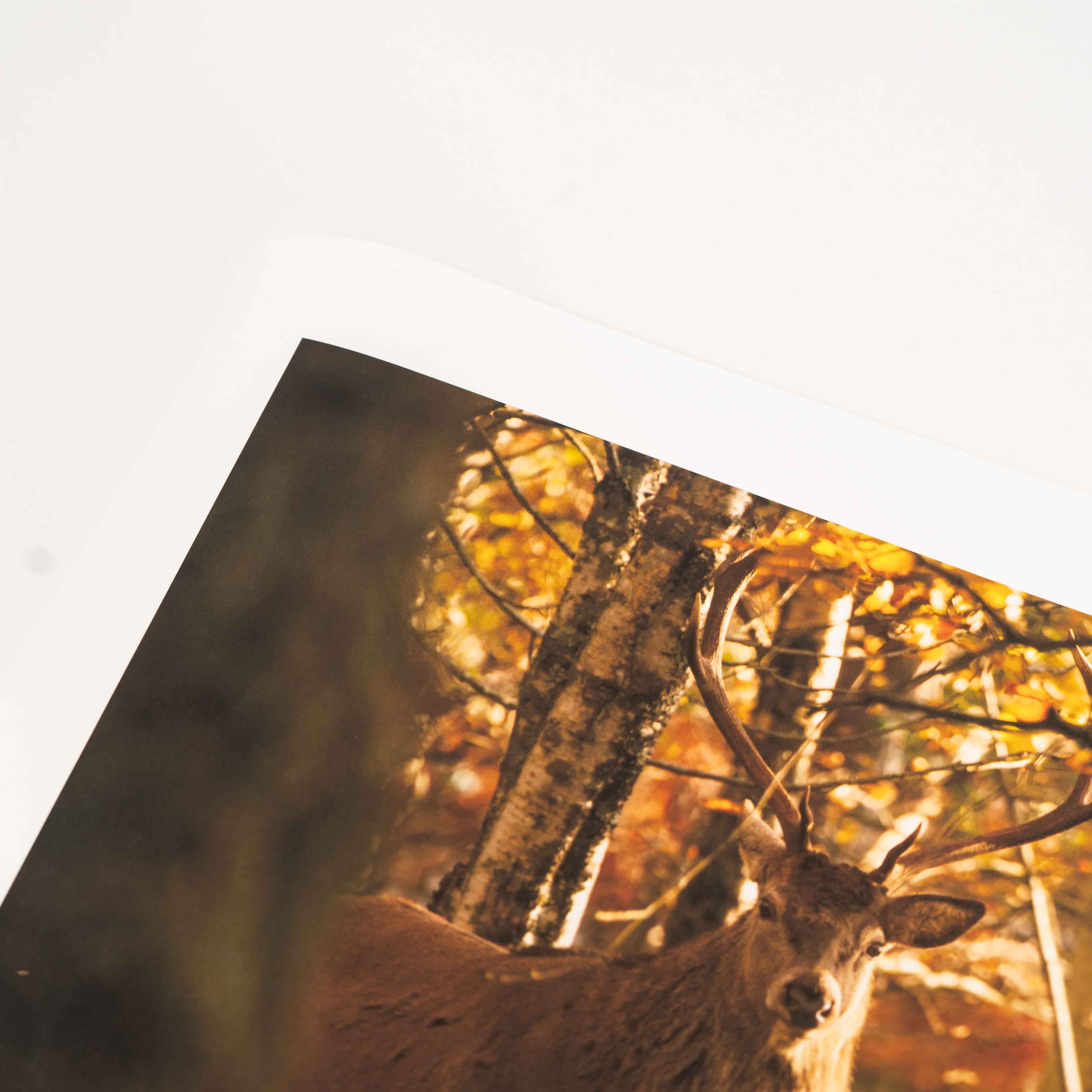 Faoilinn Stag, Applecross Wildlife, Photographed By Jack Marris - Image 10