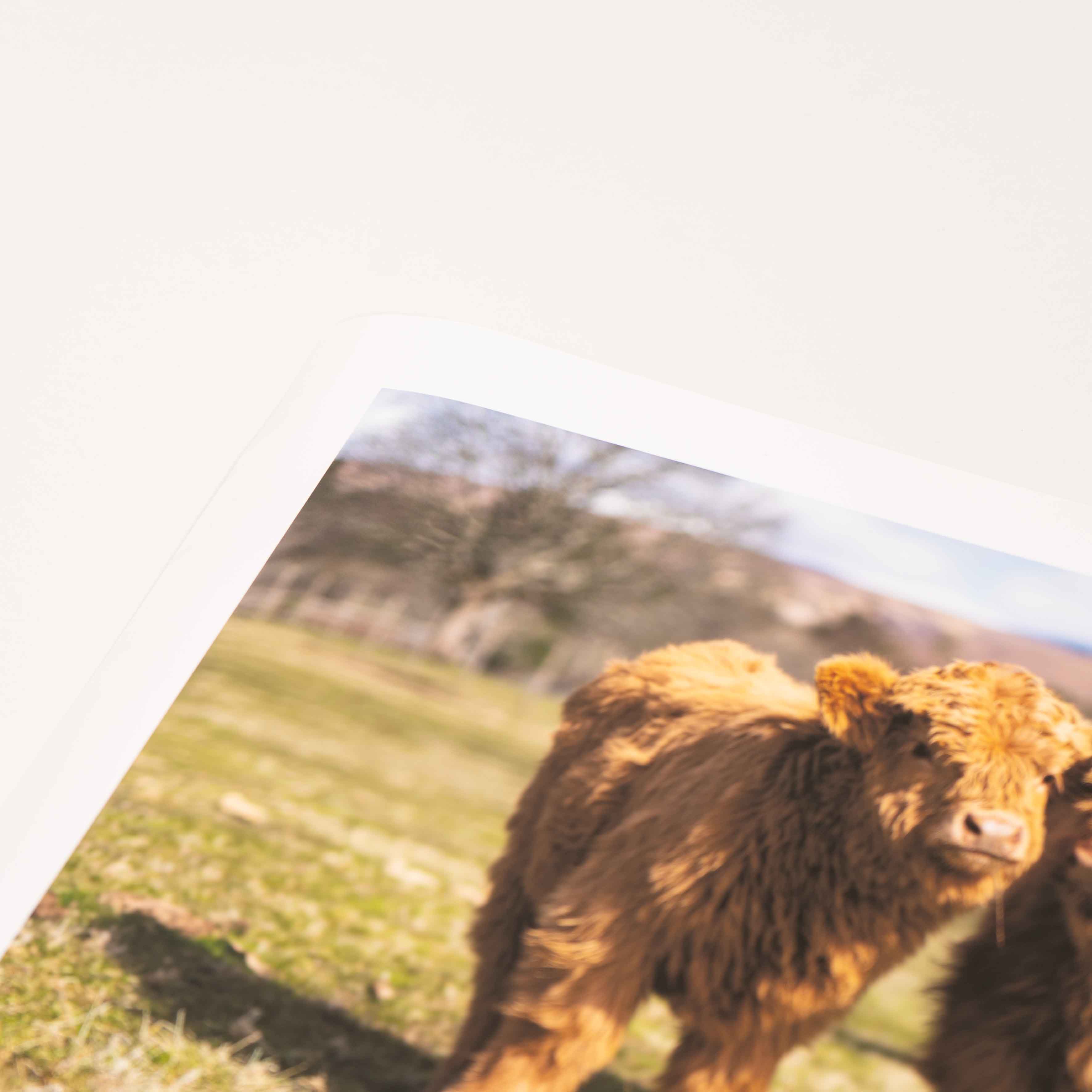 Flora and Calum, Applecross Wildlife, Photographed By Jack Marris - Image 10