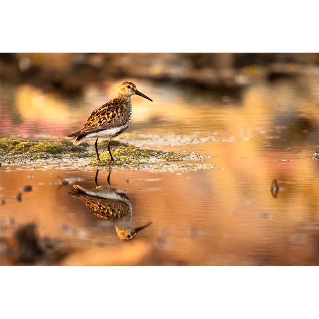 Greeting Card, Dunlin, Applecross Wildlife, Photographed By Jack Marris - Image 5