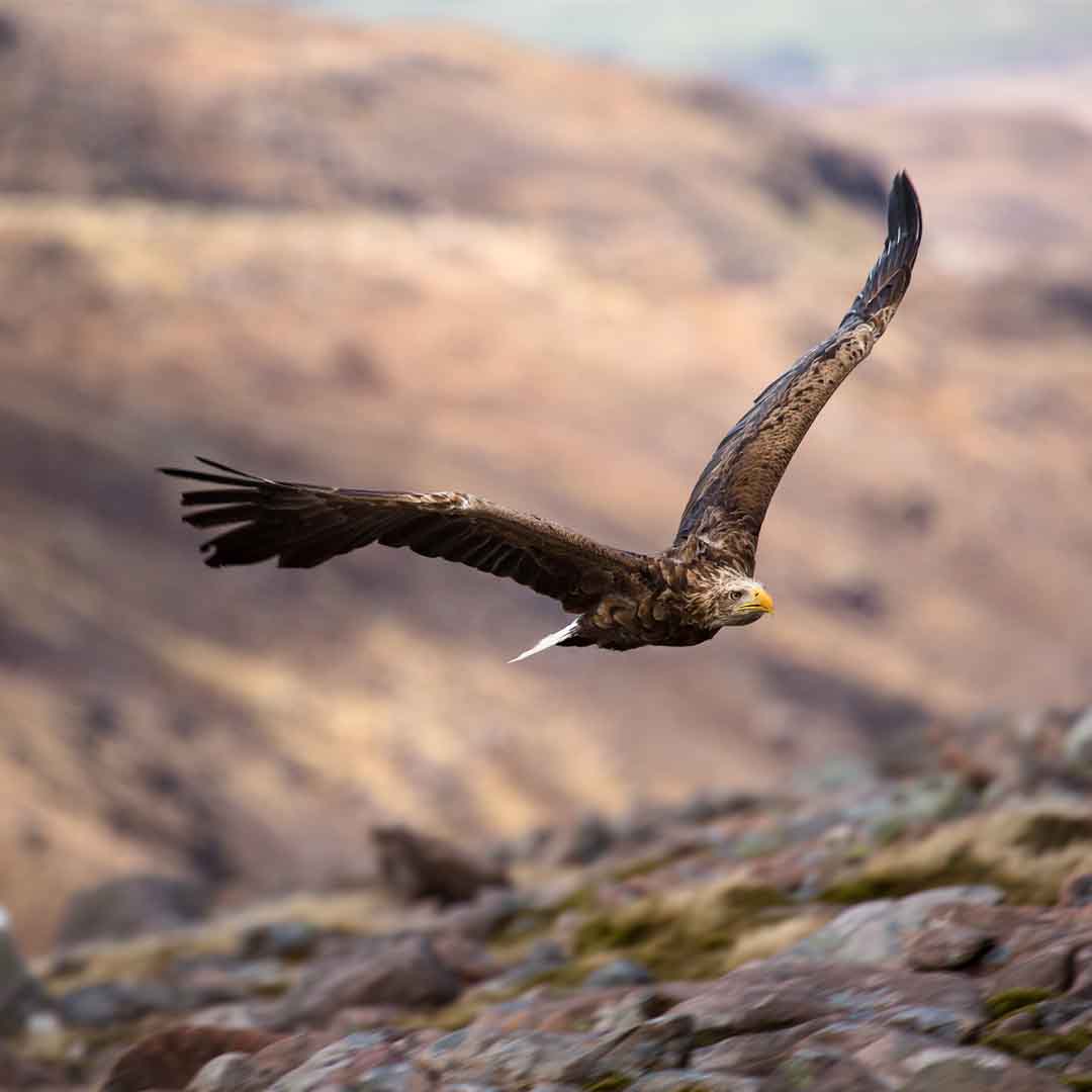Greeting Card, White Tailed Eagle, Applecross Wildlife, Photographed By Jack Marris - Image 2