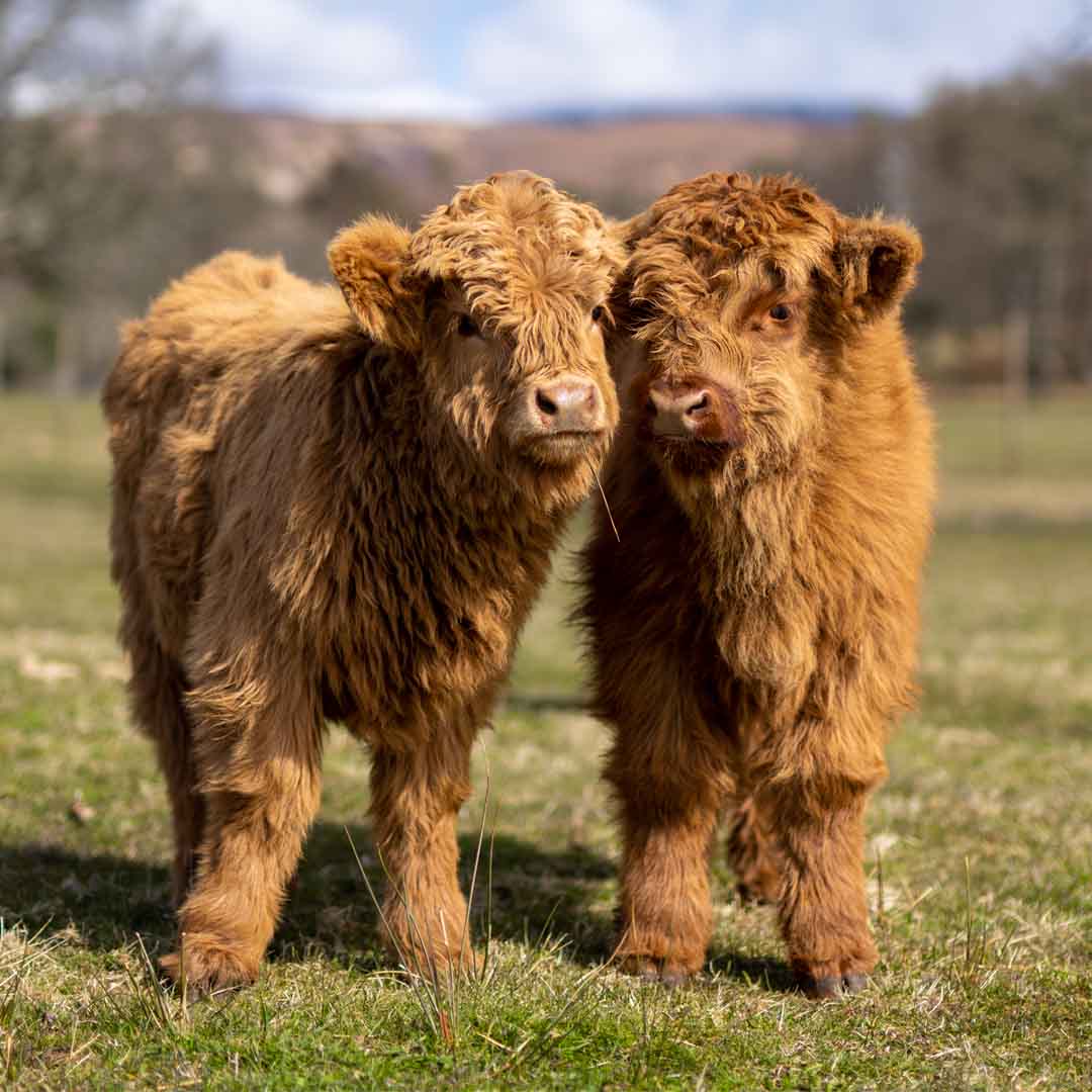 Greeting Card, Flora and Calum, Applecross Wildlife, Photographed By Jack Marris - Image 4