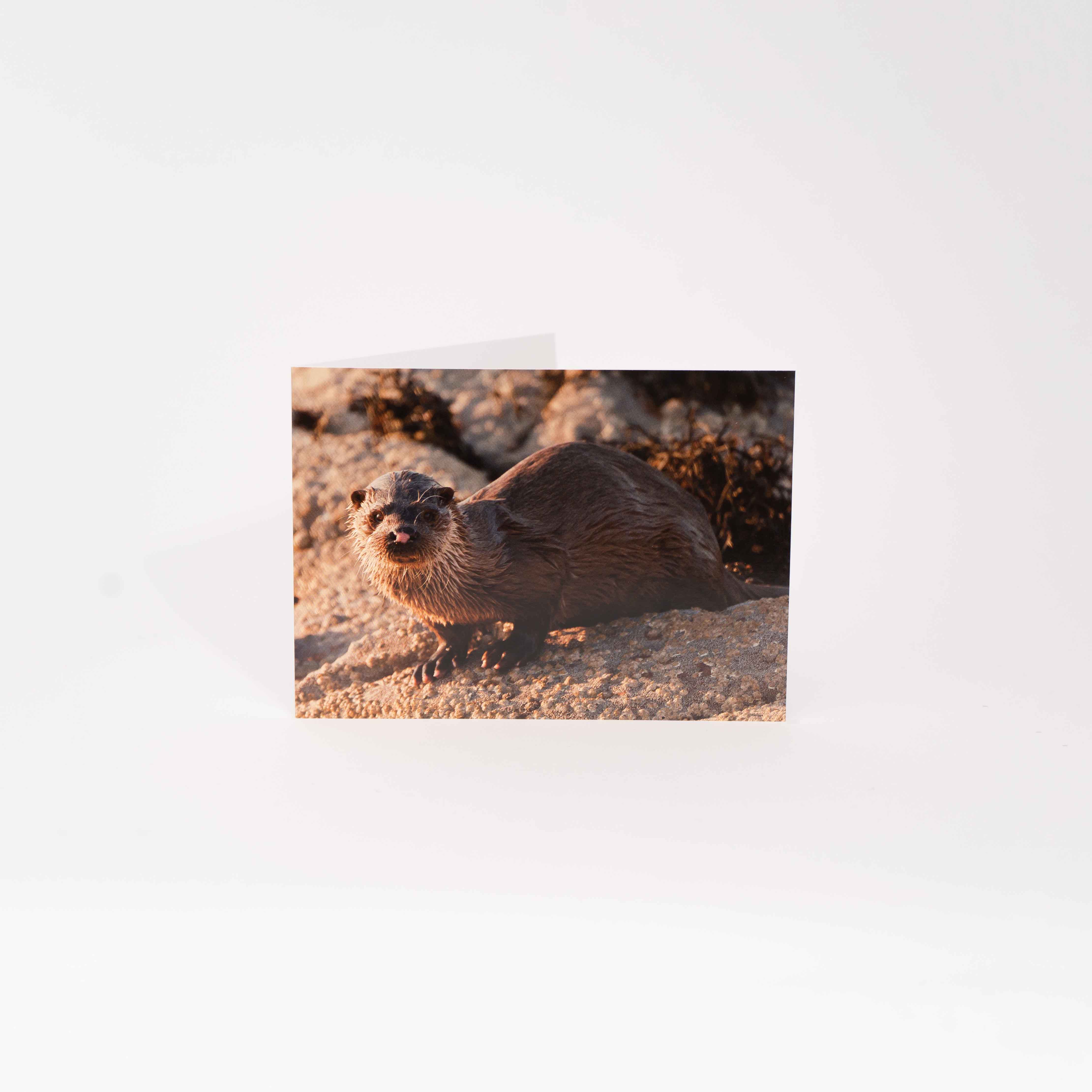 Greeting Card, Otter, Applecross Wildlife, Photographed By Jack Marris