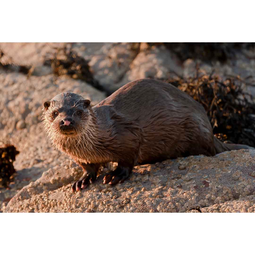Greeting Card, Otter, Applecross Wildlife, Photographed By Jack Marris - Image 5