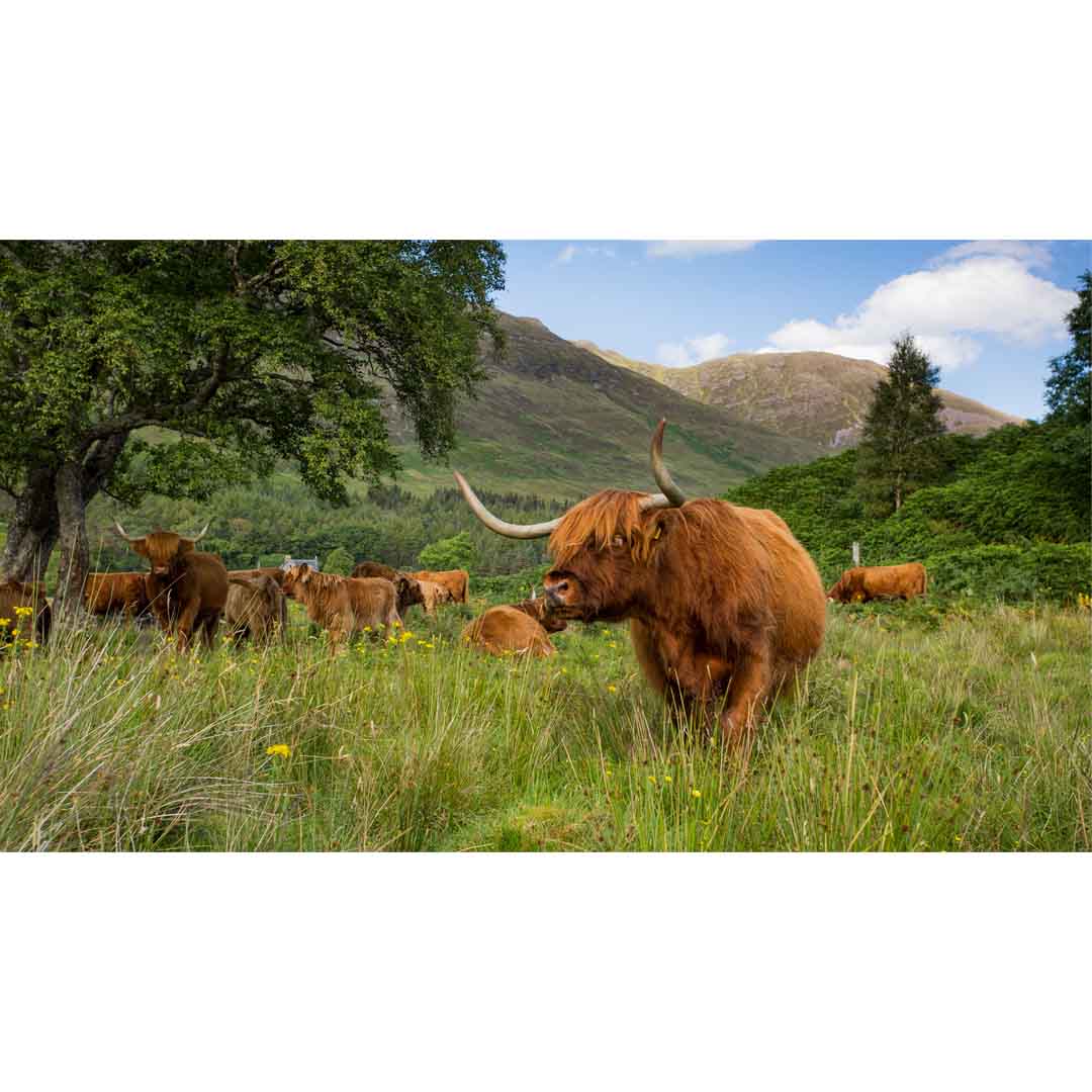 Highland Coo, Applecross Wildlife, Photographed By Jack Marris - Image 9