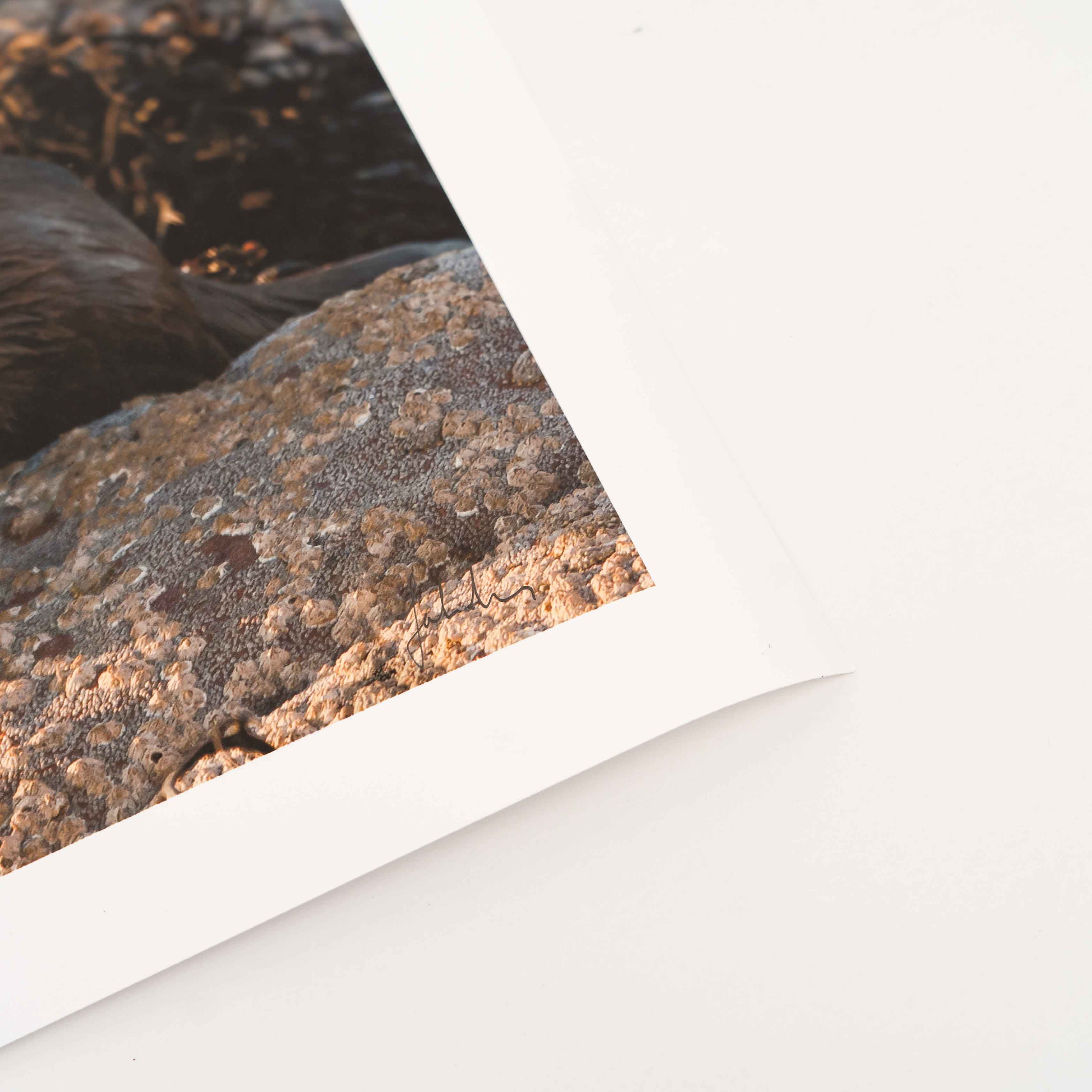 Otter, Applecross Wildlife, Photographed By Jack Marris - Image 10