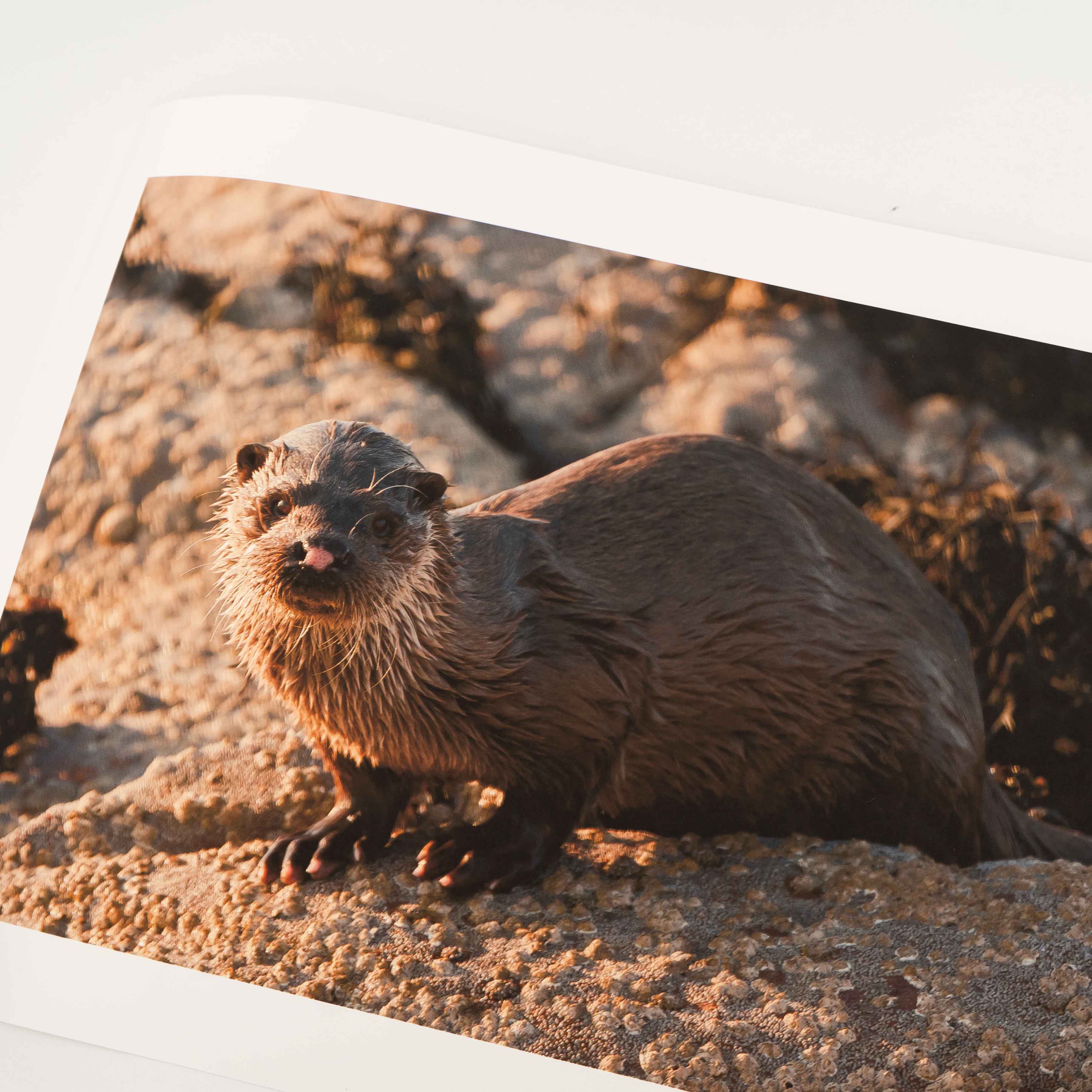 Otter, Applecross Wildlife, Photographed By Jack Marris - Image 9