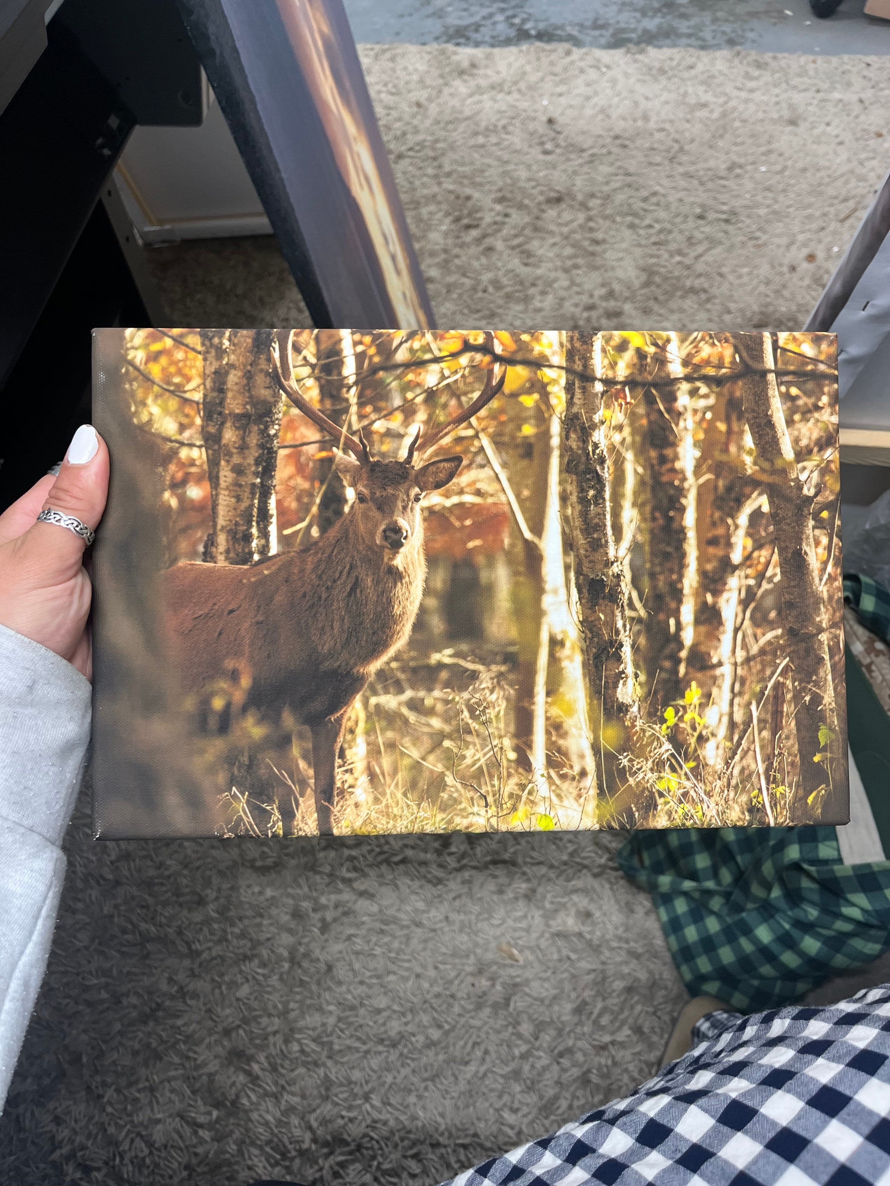 Outlet Faoilinn Stag Photographed by Jack Marris Canvas 12x8 inches - Image 6
