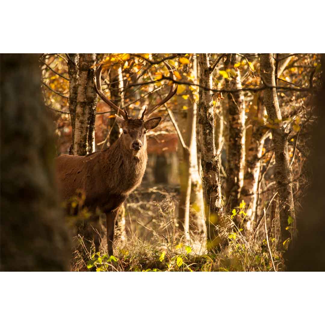 Greeting Card, Faoilinn Stag, Applecross Wildlife, Photographed By Jack Marris - Image 4