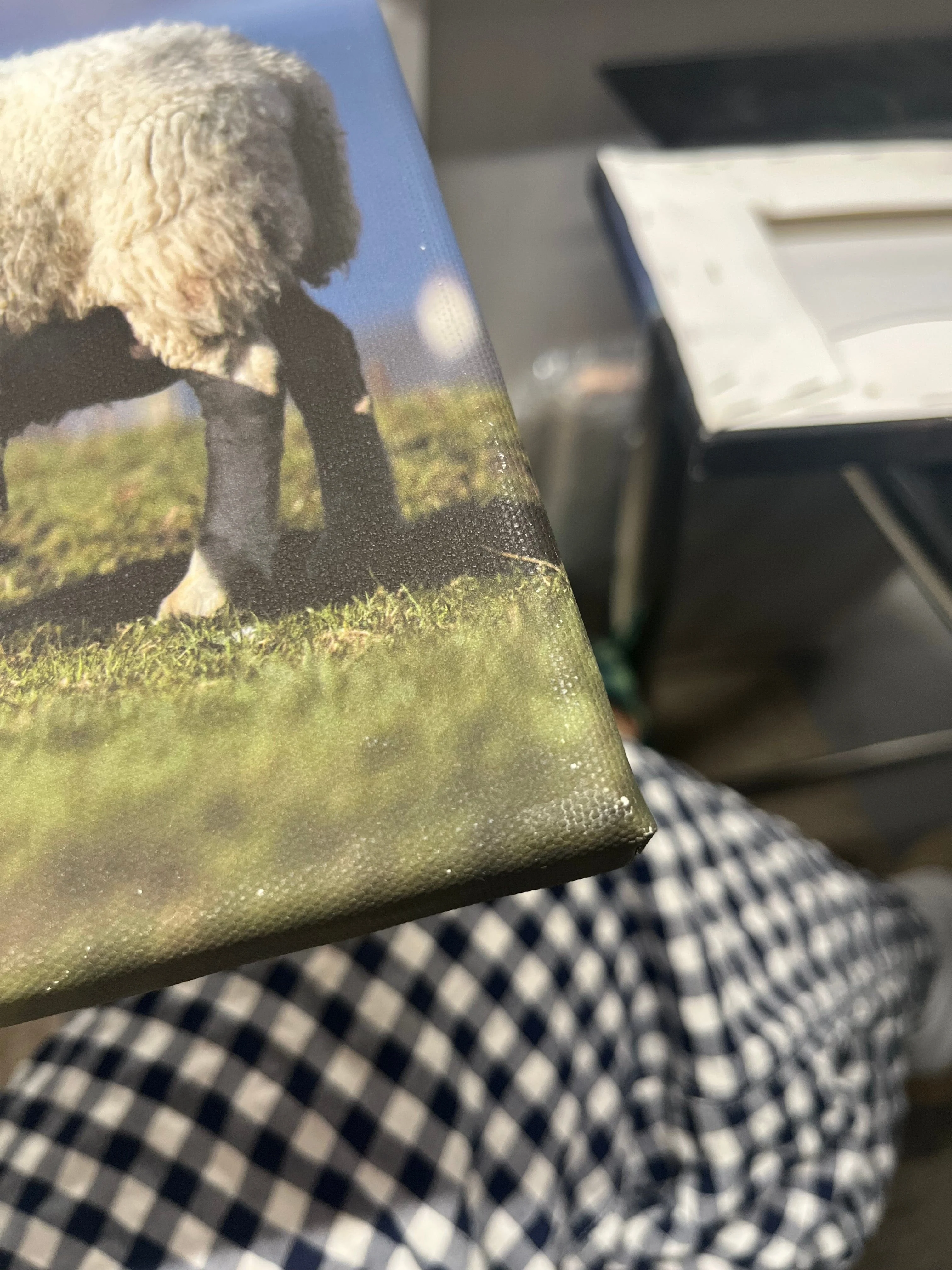 Outlet Twin Lambs Photographed by Jack Marris Canvas 12x8 inches - Image 5