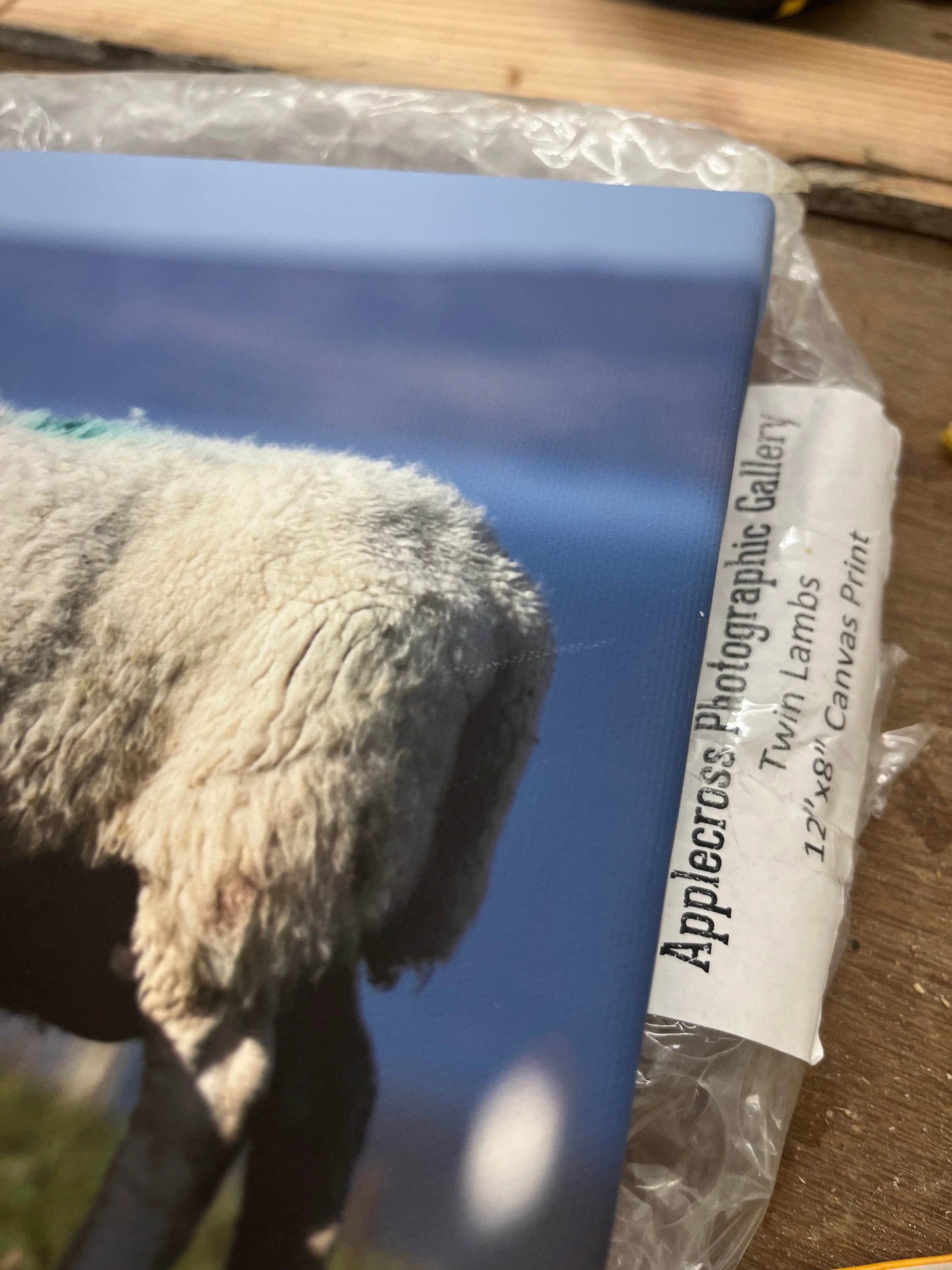 Outlet Twin Lambs Photographed by Jack Marris Canvas 12x8 inches - Image 3