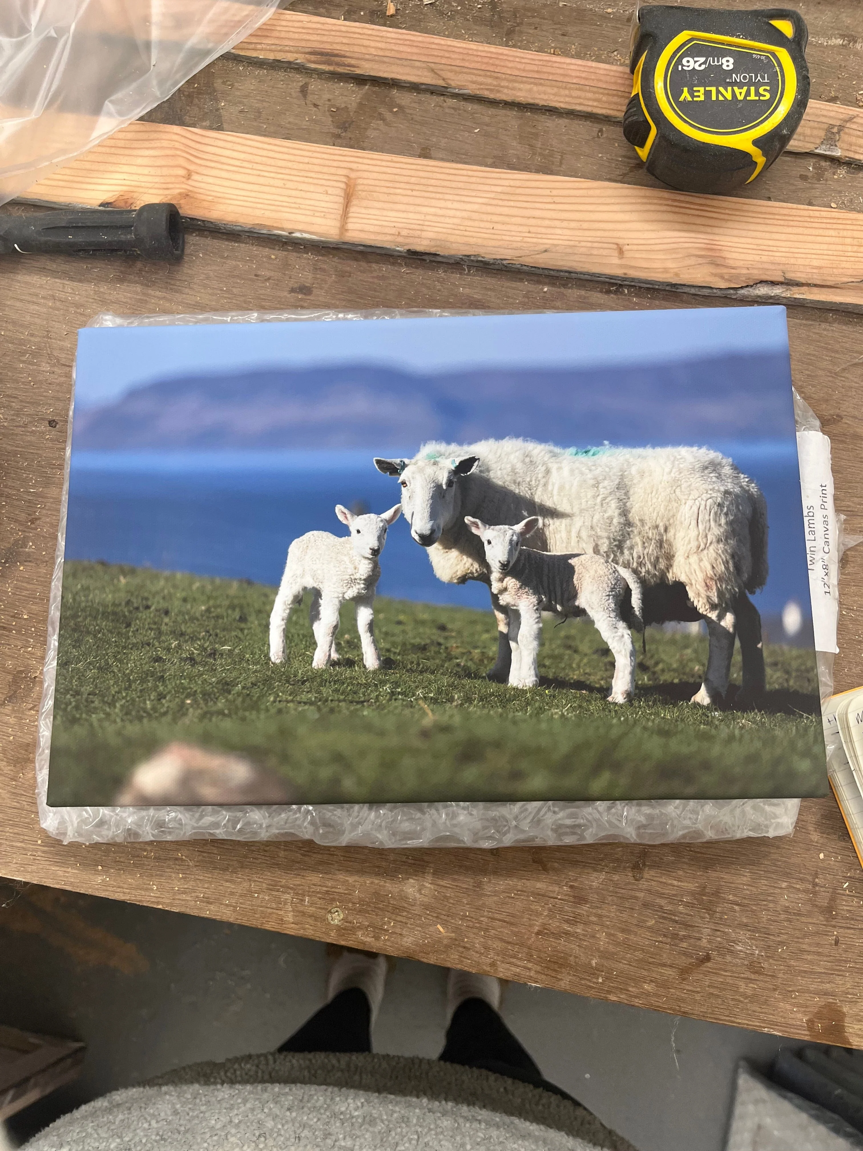 Outlet Twin Lambs Photographed by Jack Marris Canvas 12x8 inches - Image 5