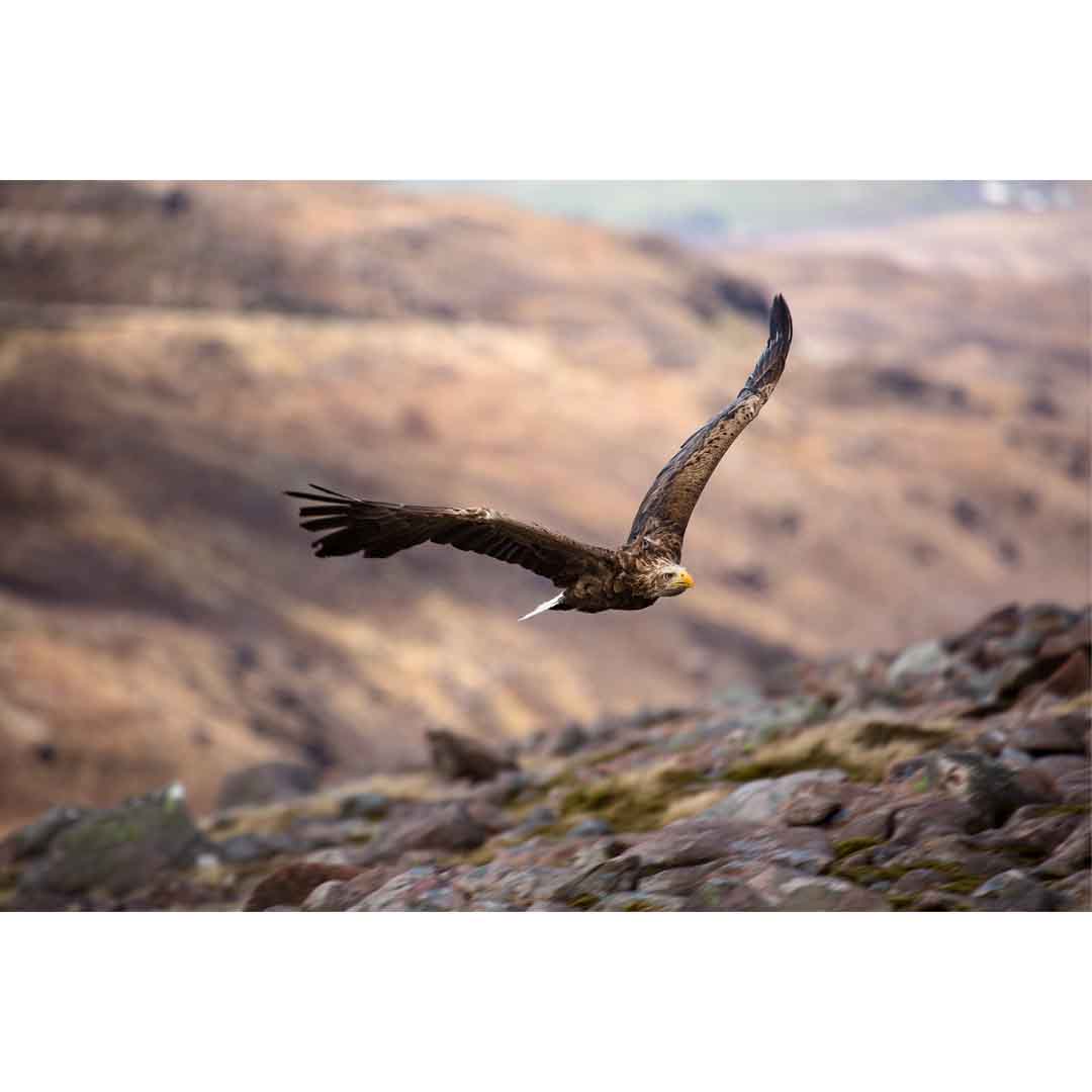 White Tailed Eagle, Applecross Wildlife, Photographed By Jack Marris - Image 14