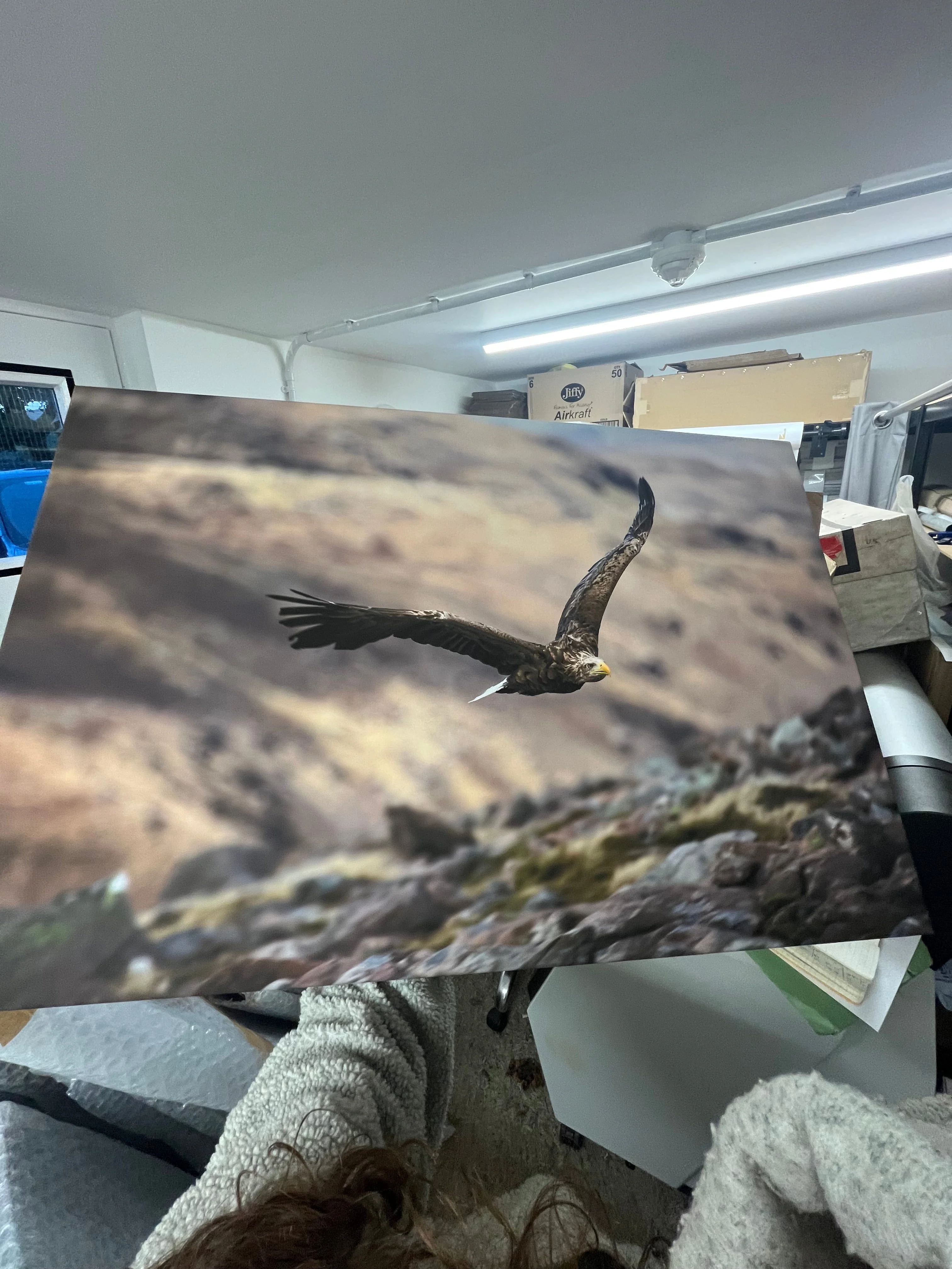 Outlet White Tailed Eagle Photographed by Jack Marris Canvas 36x24 inches - Image 2