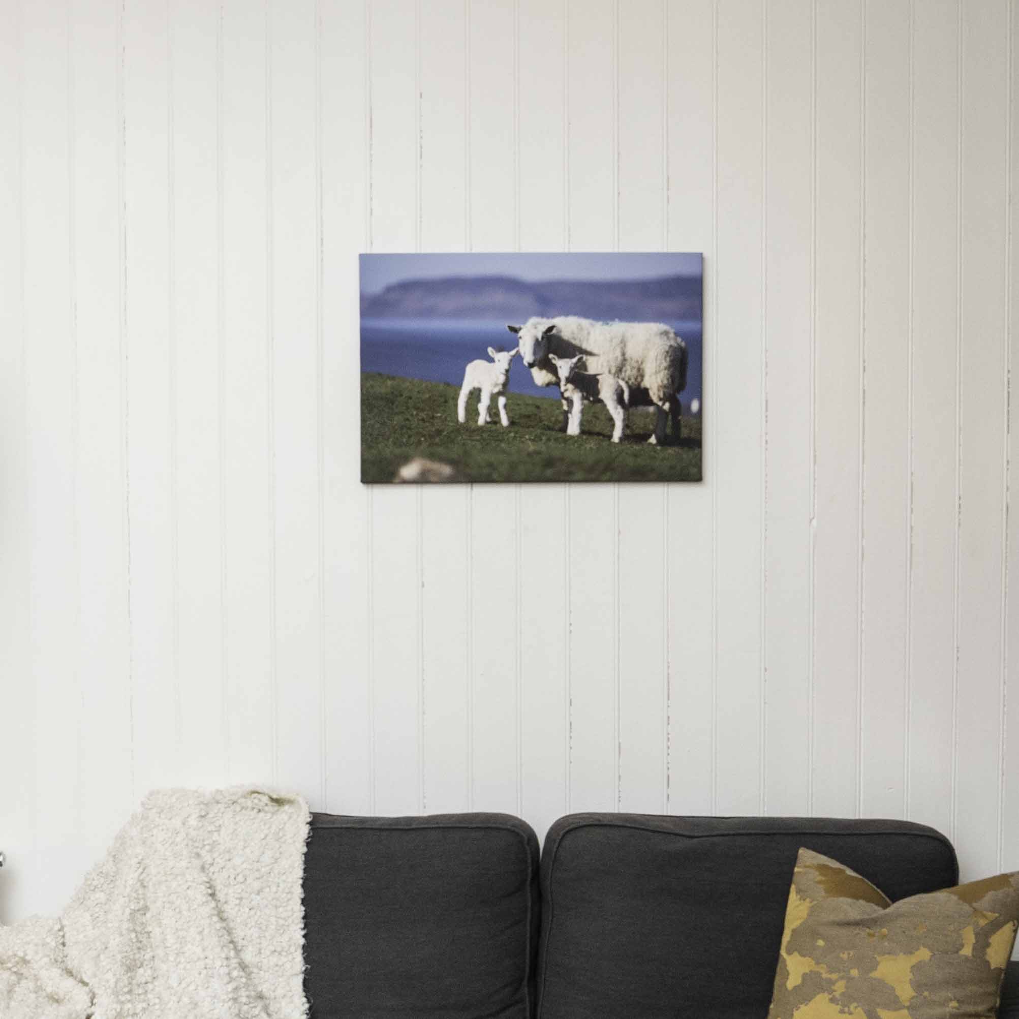 Twin Lambs, Applecross Wildlife, Photographed By Jack Marris - Image 7
