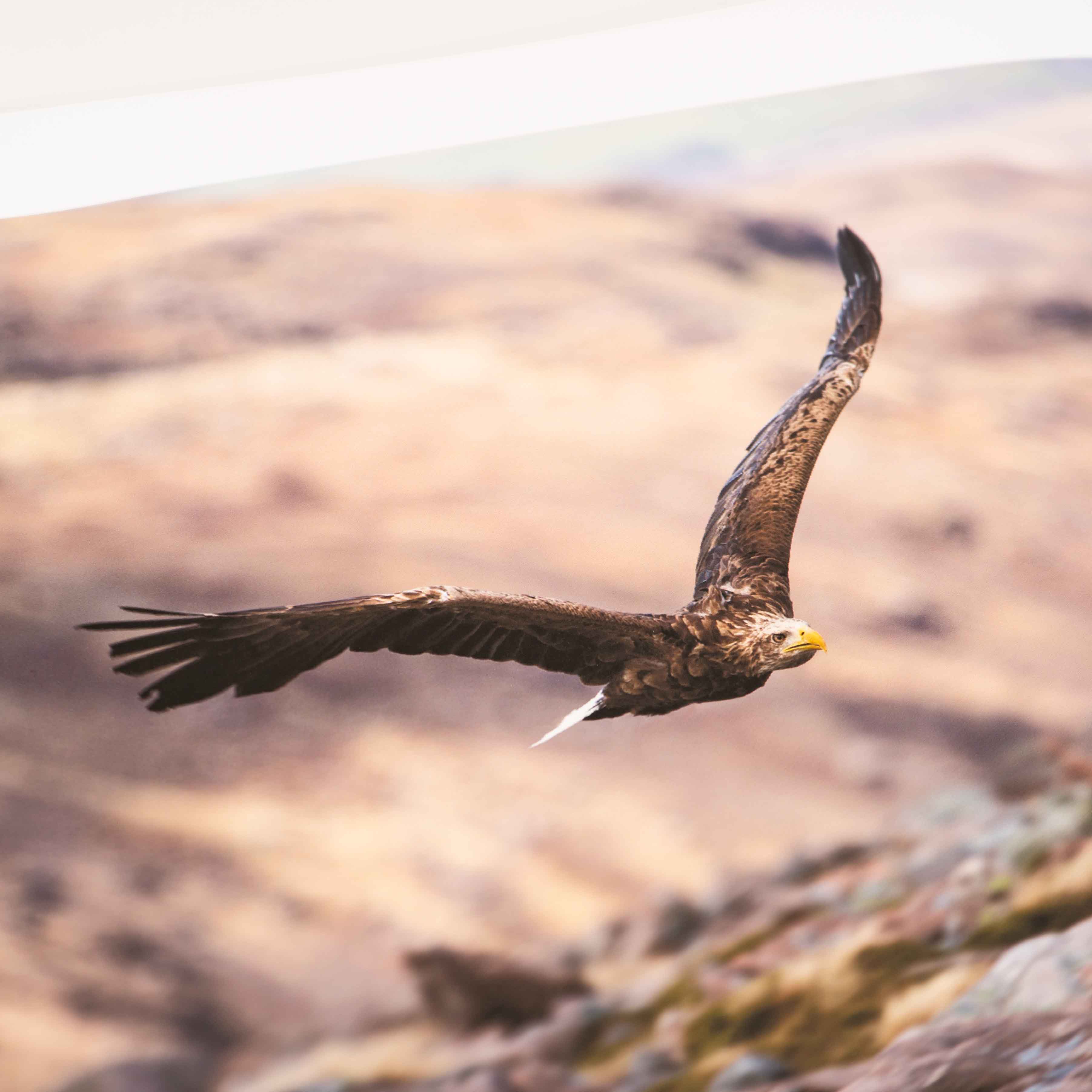 White Tailed Eagle, Applecross Wildlife, Photographed By Jack Marris - Image 12