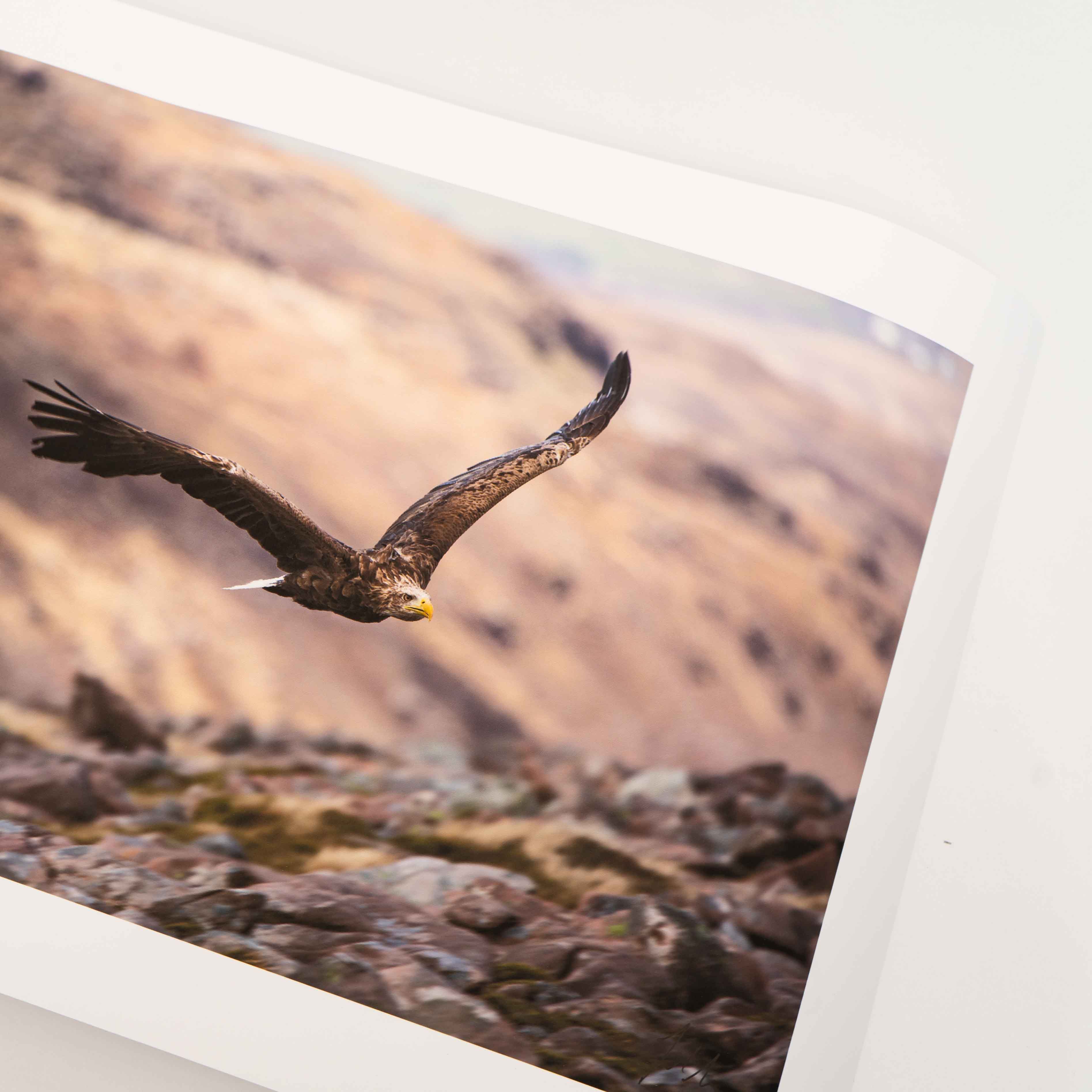 White Tailed Eagle, Applecross Wildlife, Photographed By Jack Marris - Image 13