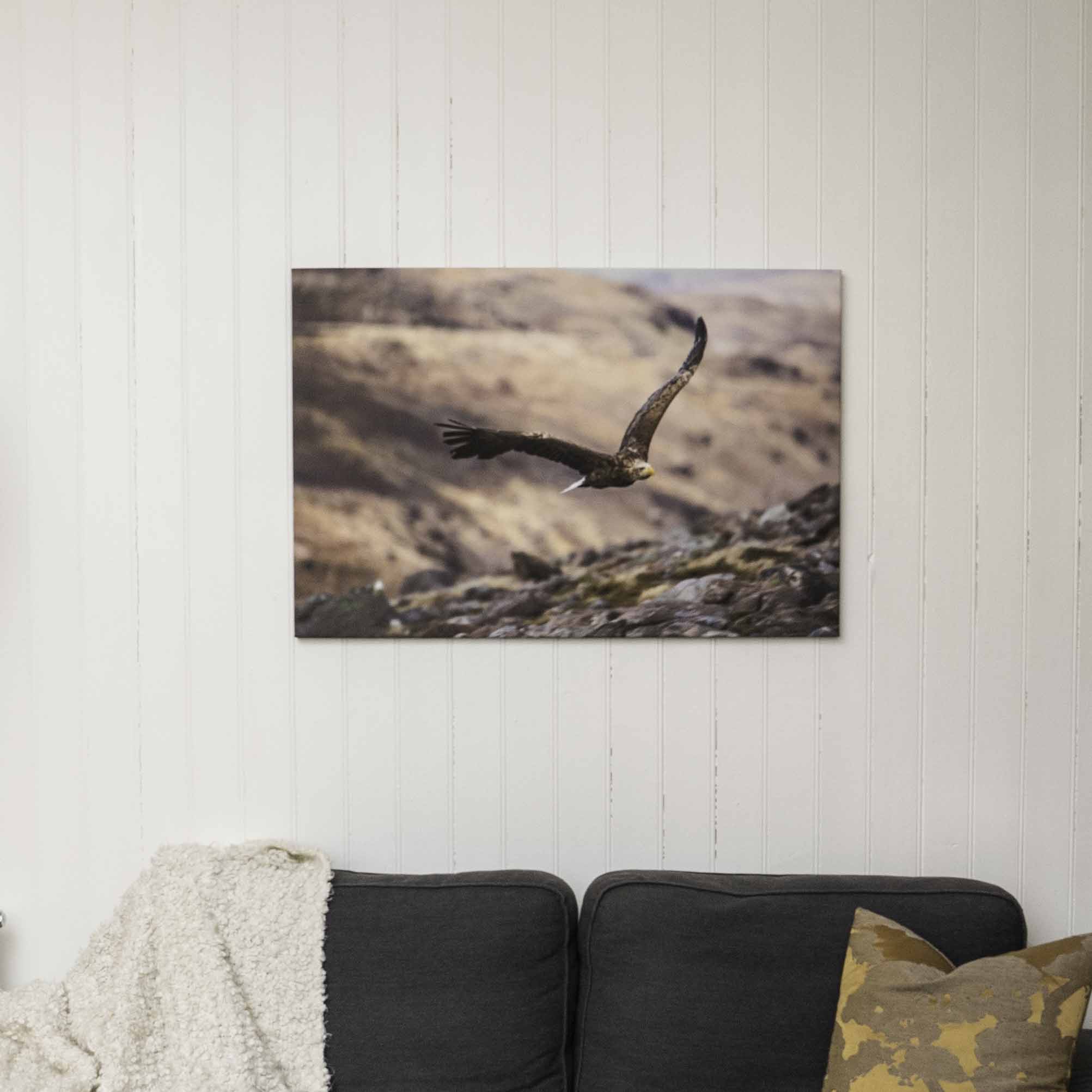 White Tailed Eagle, Applecross Wildlife, Photographed By Jack Marris - Image 5